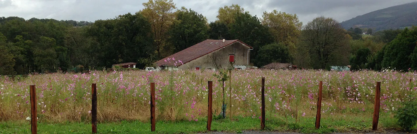 B3 la prairie fleurie 2